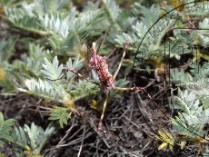 Эмпуза полосатая 003